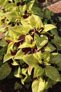 Costa Farms Season Premier 2016