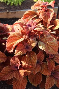 Costa Farms Season Premier 2016