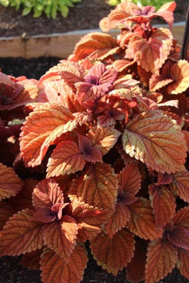 Costa Farms Season Premier 2016