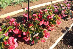 Costa Farms Season Premier 2016