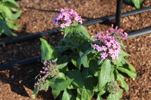 Costa Farms Season Premier 2016