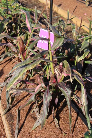 Costa Farms Season Premier 2016