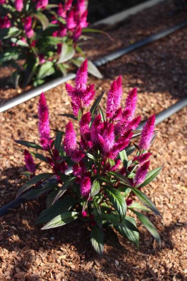 Costa Farms Season Premier 2016