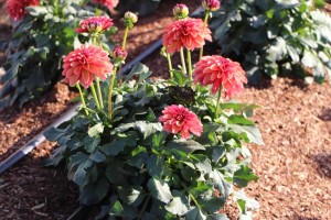 Costa Farms Season Premier 2016