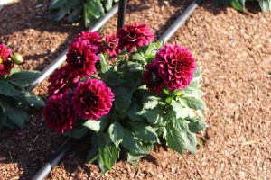 Costa Farms Season Premier 2016