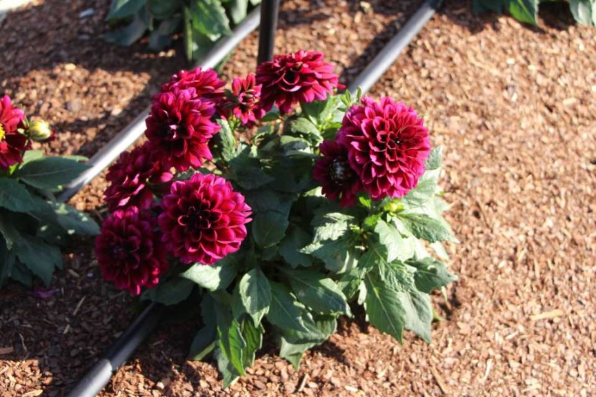 Costa Farms Season Premier 2016