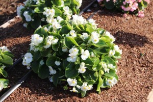 Costa Farms Season Premier 2016