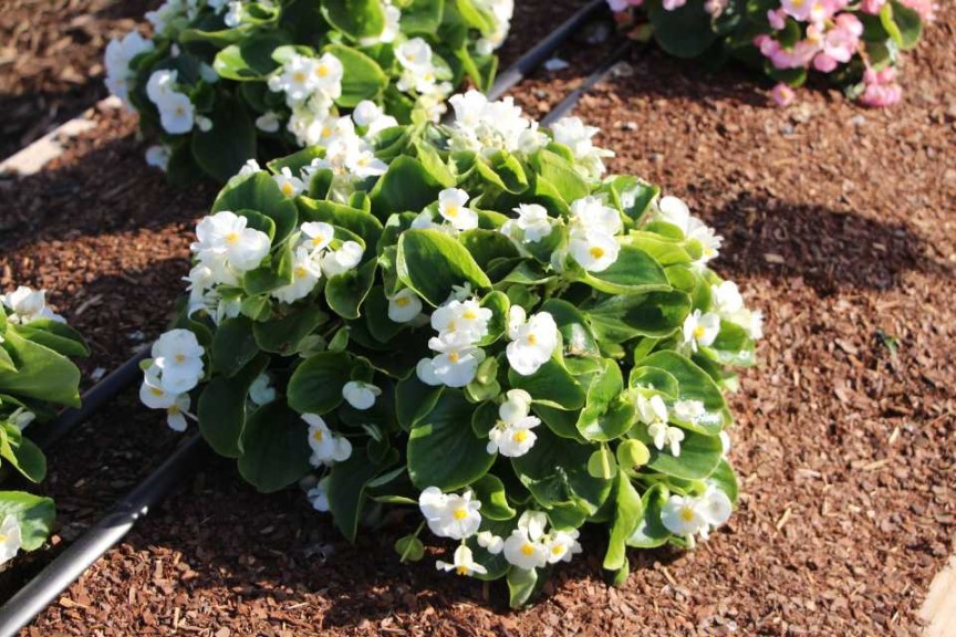 Costa Farms Season Premier 2016