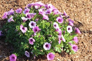 Costa Farms Season Premier 2016