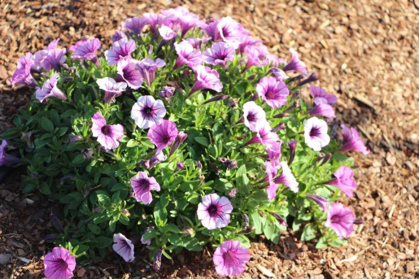 Costa Farms Season Premier 2016