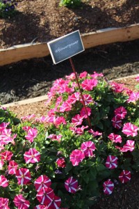 Costa Farms Season Premier 2016