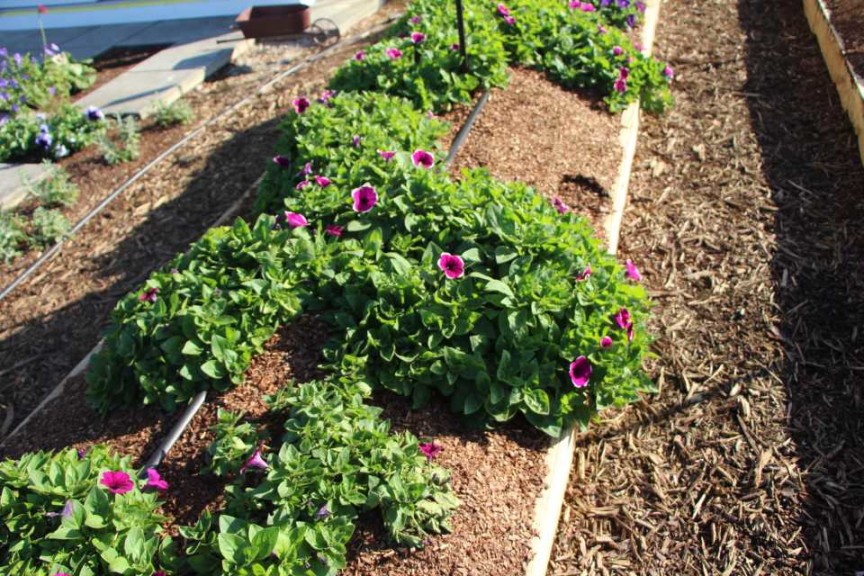 Costa Farms Season Premier 2016