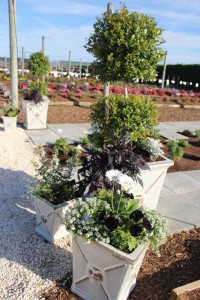 Costa Farms Season Premier 2016