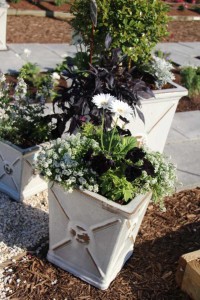 Costa Farms Season Premier 2016