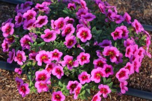 Costa Farms Season Premier 2016