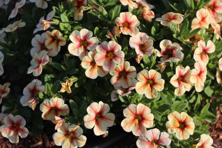 Costa Farms Season Premier 2016