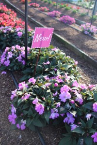 Costa Farms Season Premier 2016