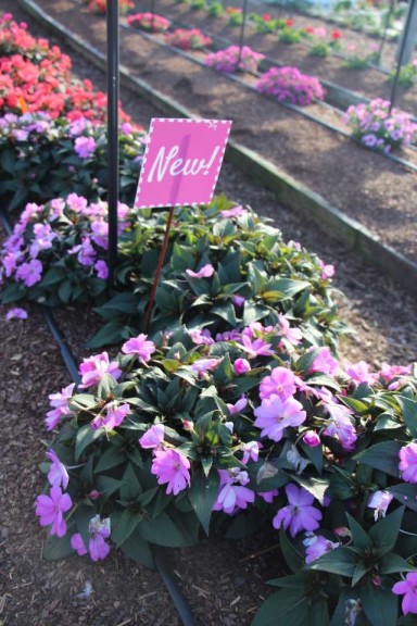 Costa Farms Season Premier 2016