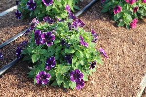 Costa Farms Season Premier 2016