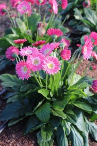 Costa Farms Season Premier 2016