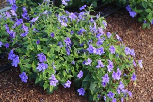 Costa Farms Season Premier 2016