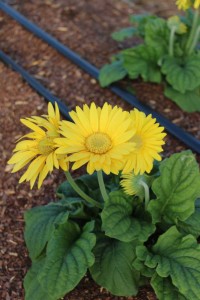 Costa Farms Season Premier 2016