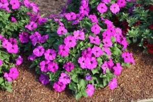 Costa Farms Season Premier 2016