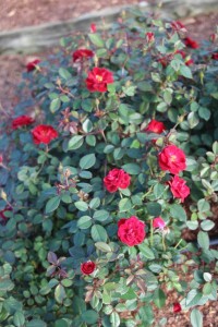 Costa Farms Season Premier 2016