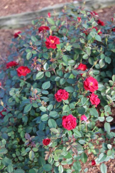 Costa Farms Season Premier 2016