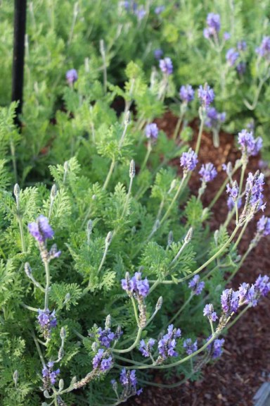 Costa Farms Season Premier 2016