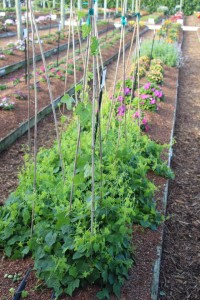 Costa Farms Season Premier 2016