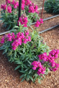 Costa Farms Season Premier 2016