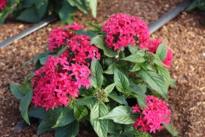 Costa Farms Season Premier 2016