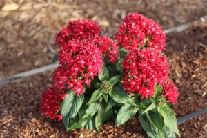 Costa Farms Season Premier 2016