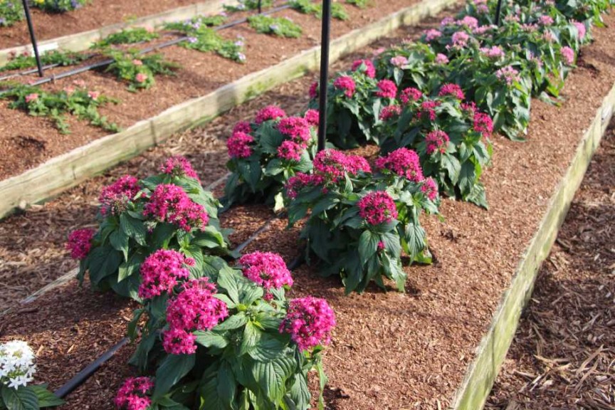 Costa Farms Season Premier 2016