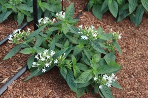 Costa Farms Season Premier 2016