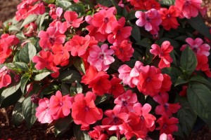 Costa Farms Season Premier 2016