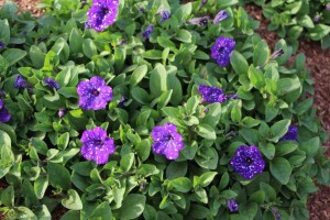 Costa Farms Season Premier 2016