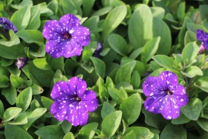 Costa Farms Season Premier 2016