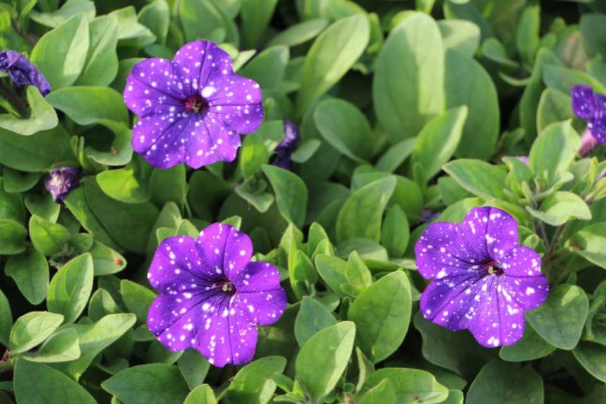 Costa Farms Season Premier 2016