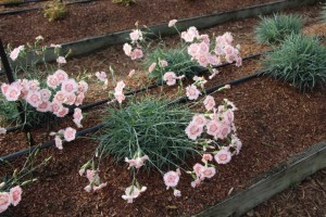 Costa Farms Season Premier 2016