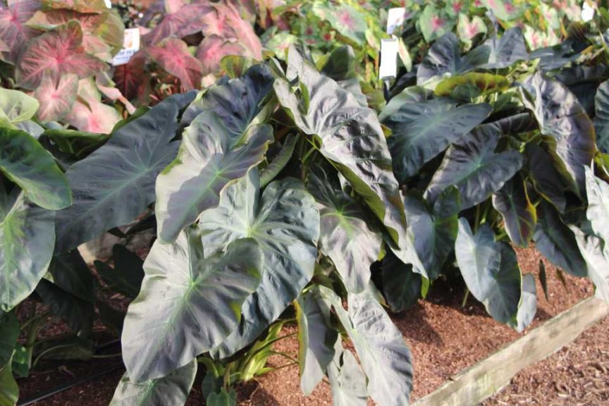 Costa Farms Season Premier 2016