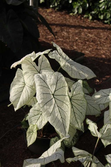 Costa Farms Season Premier 2016