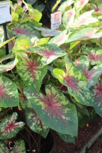 Costa Farms Season Premier 2016