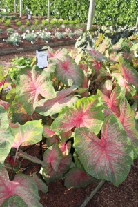 Costa Farms Season Premier 2016