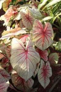 Costa Farms Season Premier 2016