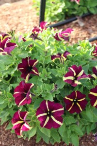 Costa Farms Season Premier 2016