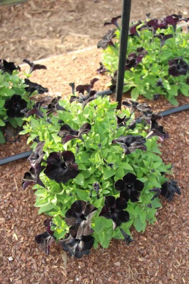 Costa Farms Season Premier 2016