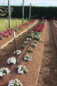 Costa Farms Season Premier 2016