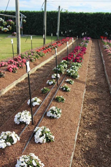 Costa Farms Season Premier 2016